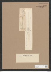 Synedra ulna (Nitzsch) Ehr. (de-Toni-Nr.: Genus 66, Species 2584) Zeichnungen Sammlung Grunow Nr. 5184 (NHMW-BOT-W0373544)